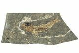 Oligocene Fossil Clupeoid Fish (Beksinskiella) - Poland #320624-1